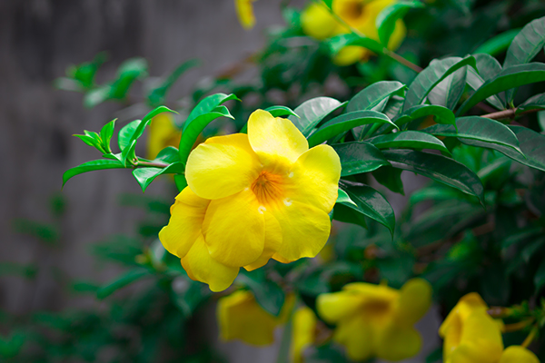 flower
